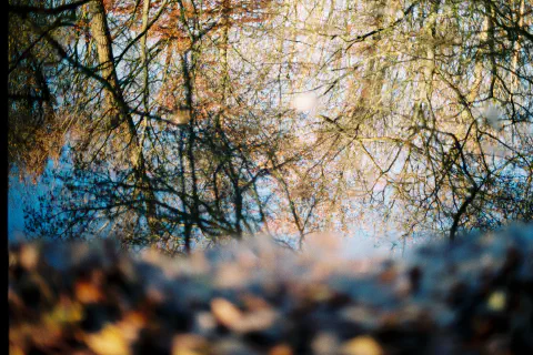 Bos dat van zichzelf is