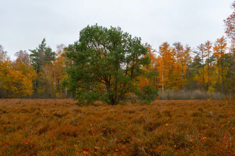 Bos dat van zichzelf is